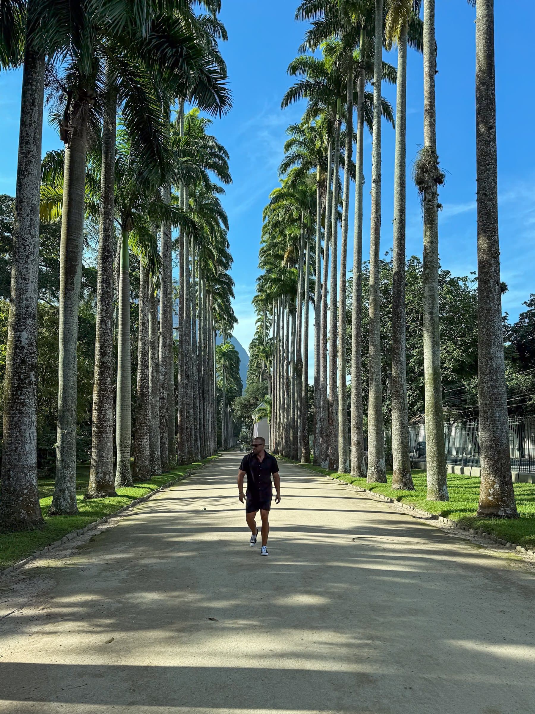 Figure walking along an avenue of tall royal palms