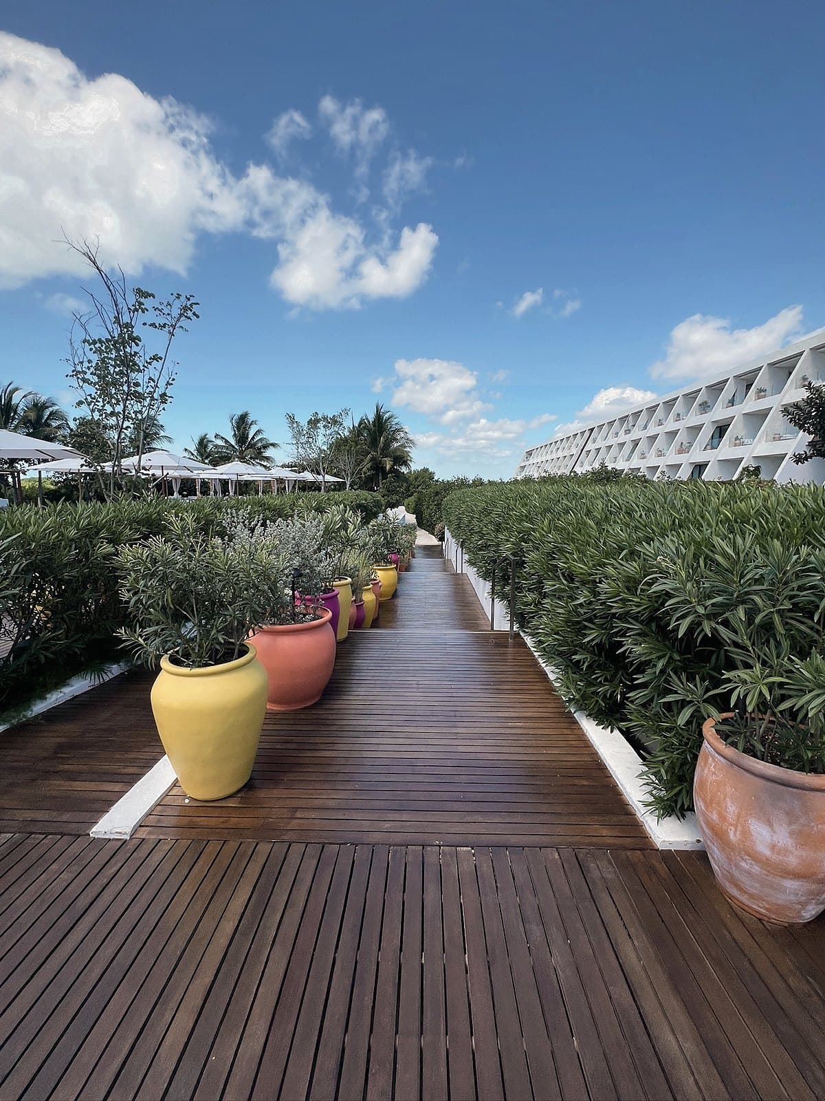 Timber boardwalk lined with yellow and terracotta pots and planting